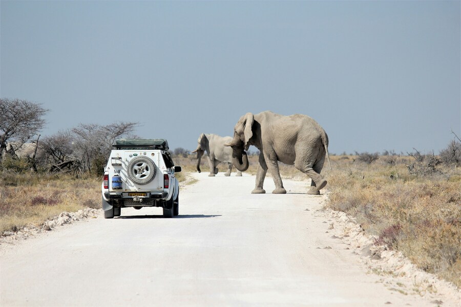 Día 4 — Safari en Etosha