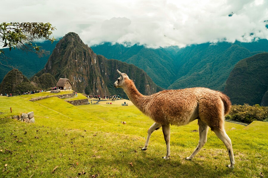 Día 8 — Machu Picchu – Cuzco