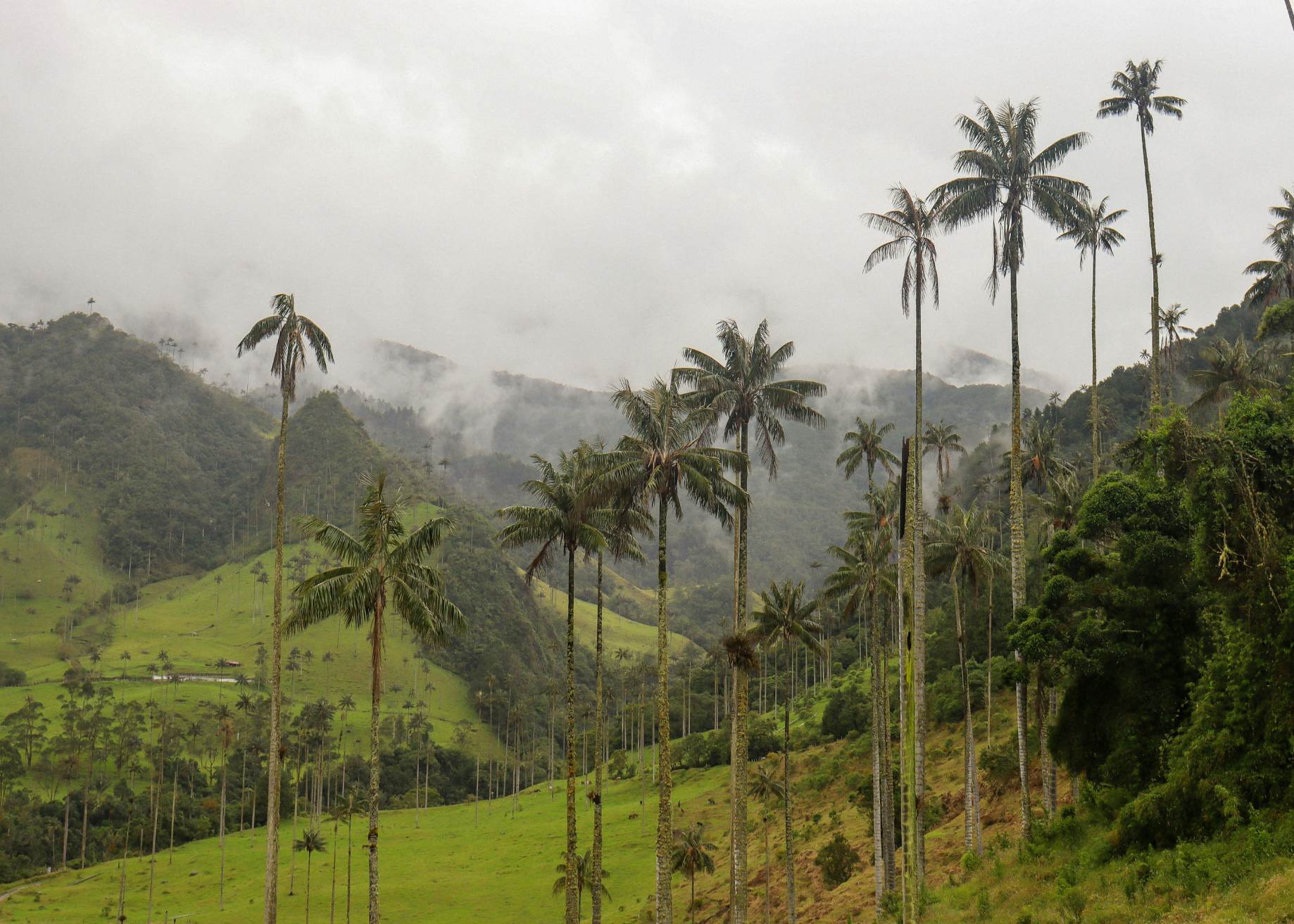 Zona Cafetera – Descubriendo el alma del café colombiano