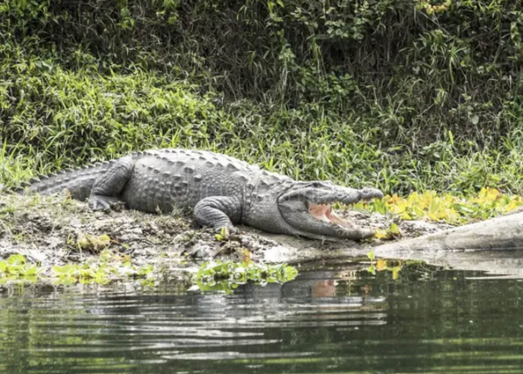 Safari en Chitwan -  Canoa, selva y fauna salvaje