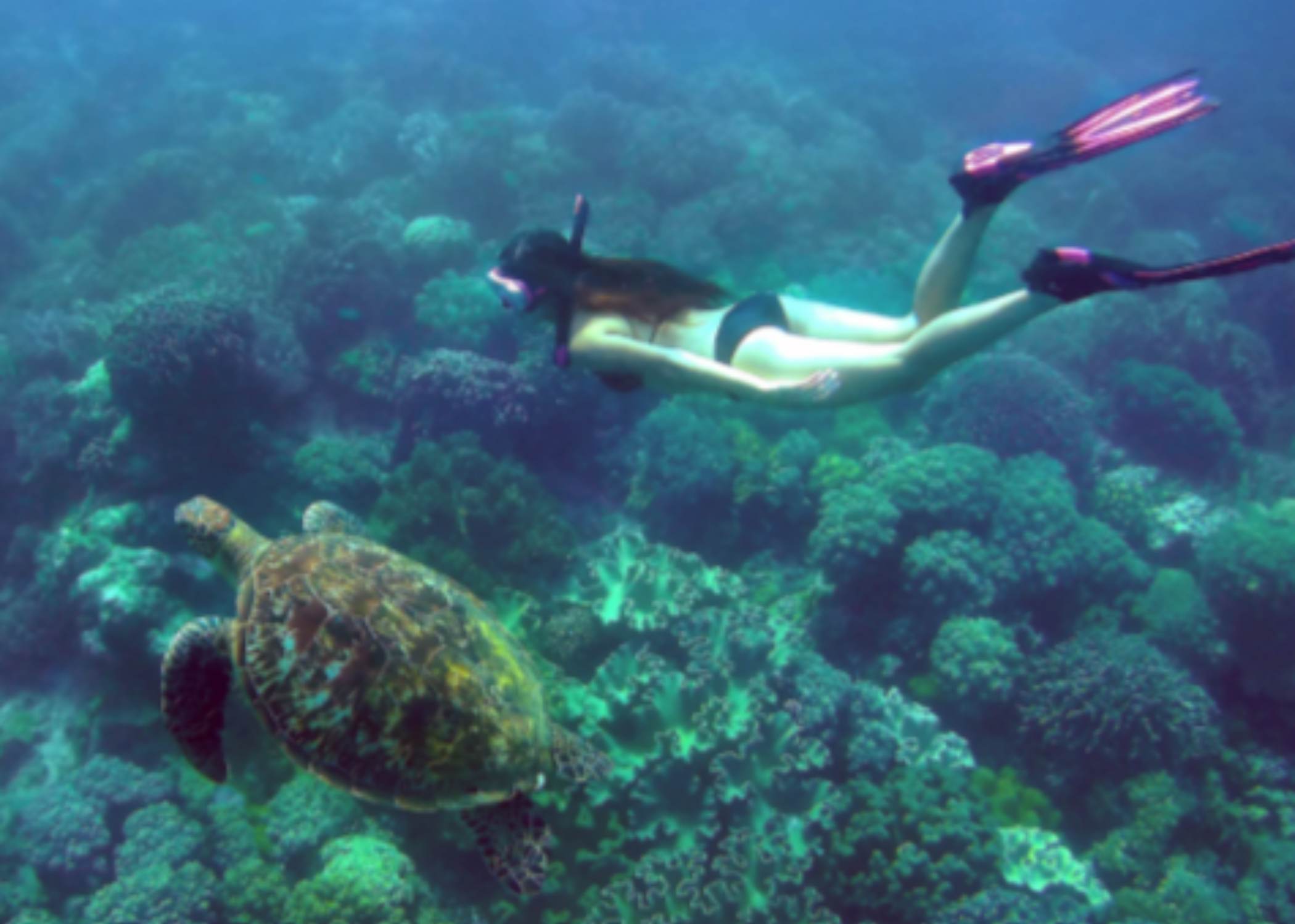 Aventura marina en Apo Island - Snorkel con tortugas en libertad