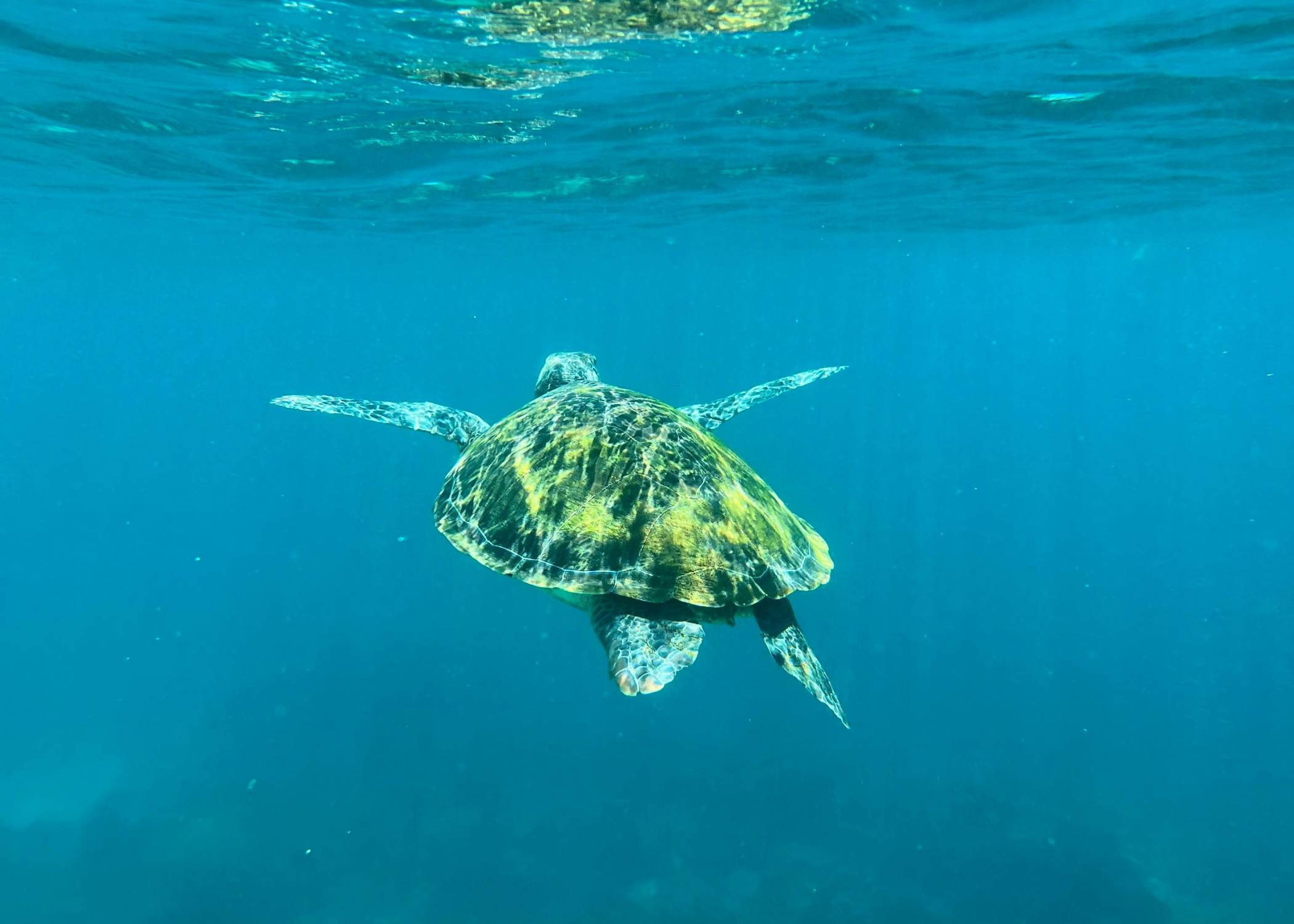 Aventura marina en la Isla de Pamilacan - Arrecifes, tortugas y playas vírgenes