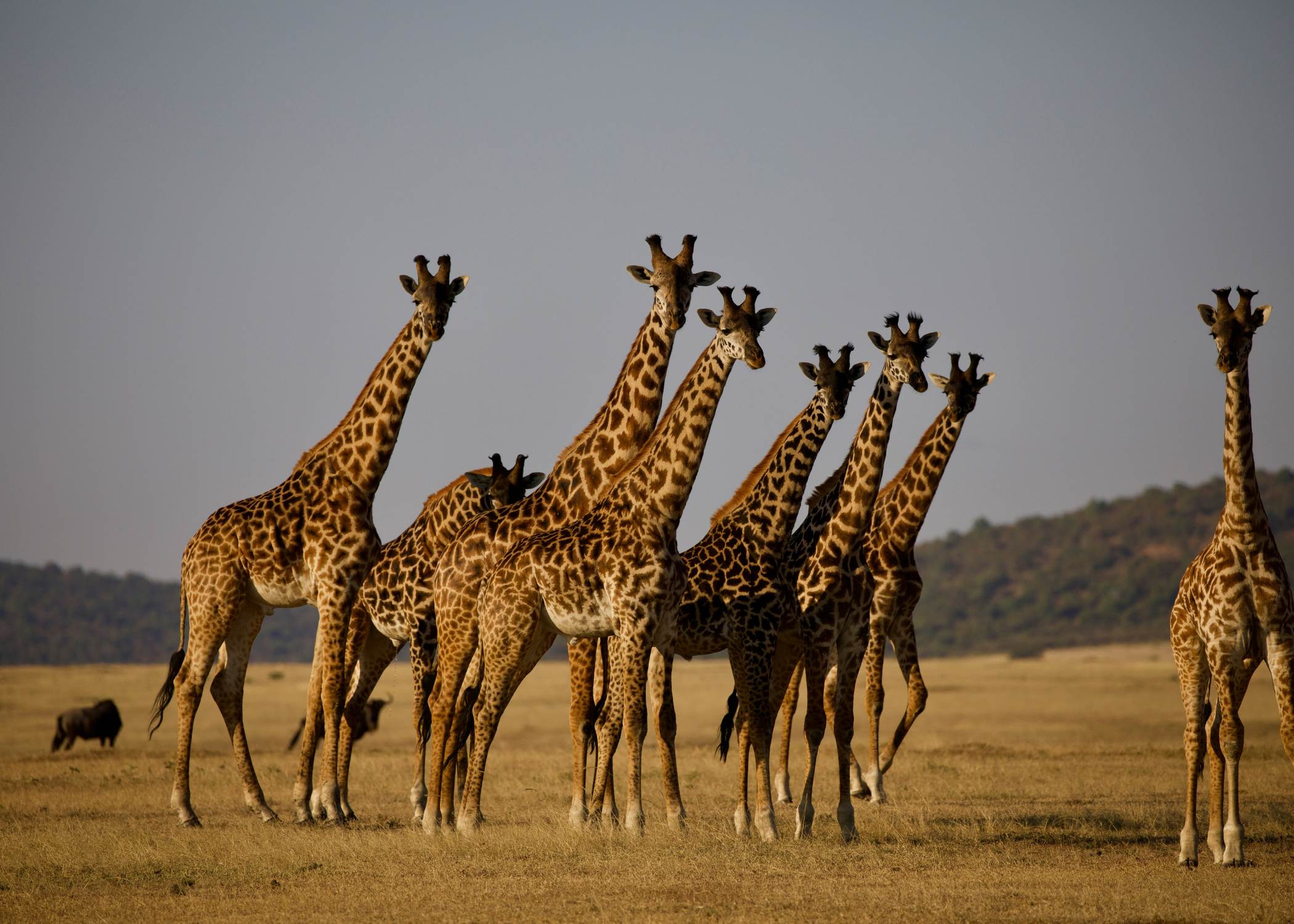 Explora Ngorongoro - Parque de Serengeti