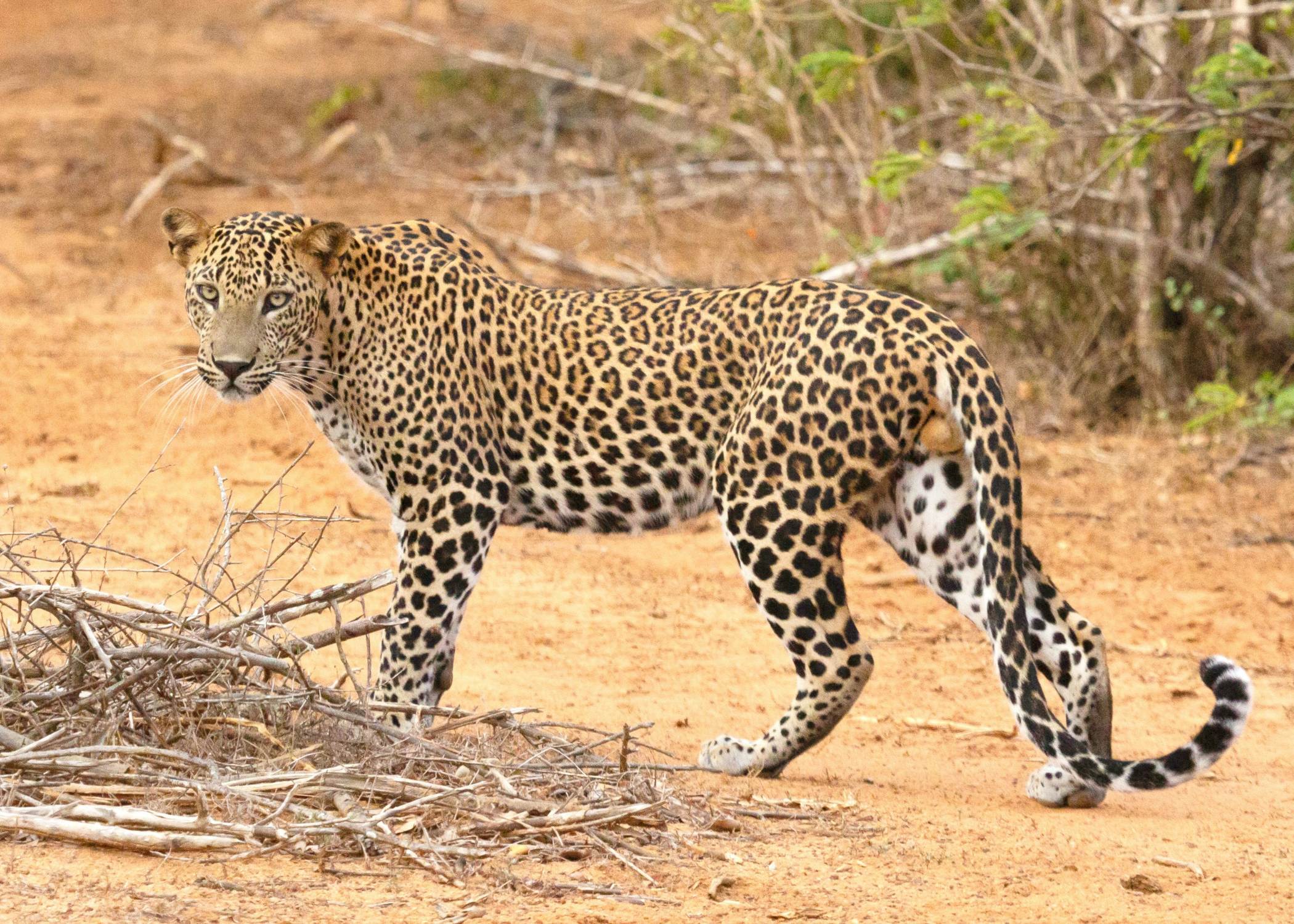 Tanzania Safari y Zanzibar