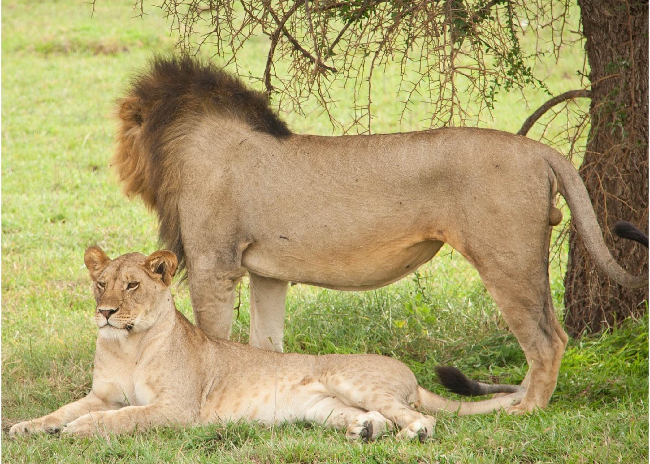 Cráter Ngorongoro - Leones y rinocerontes