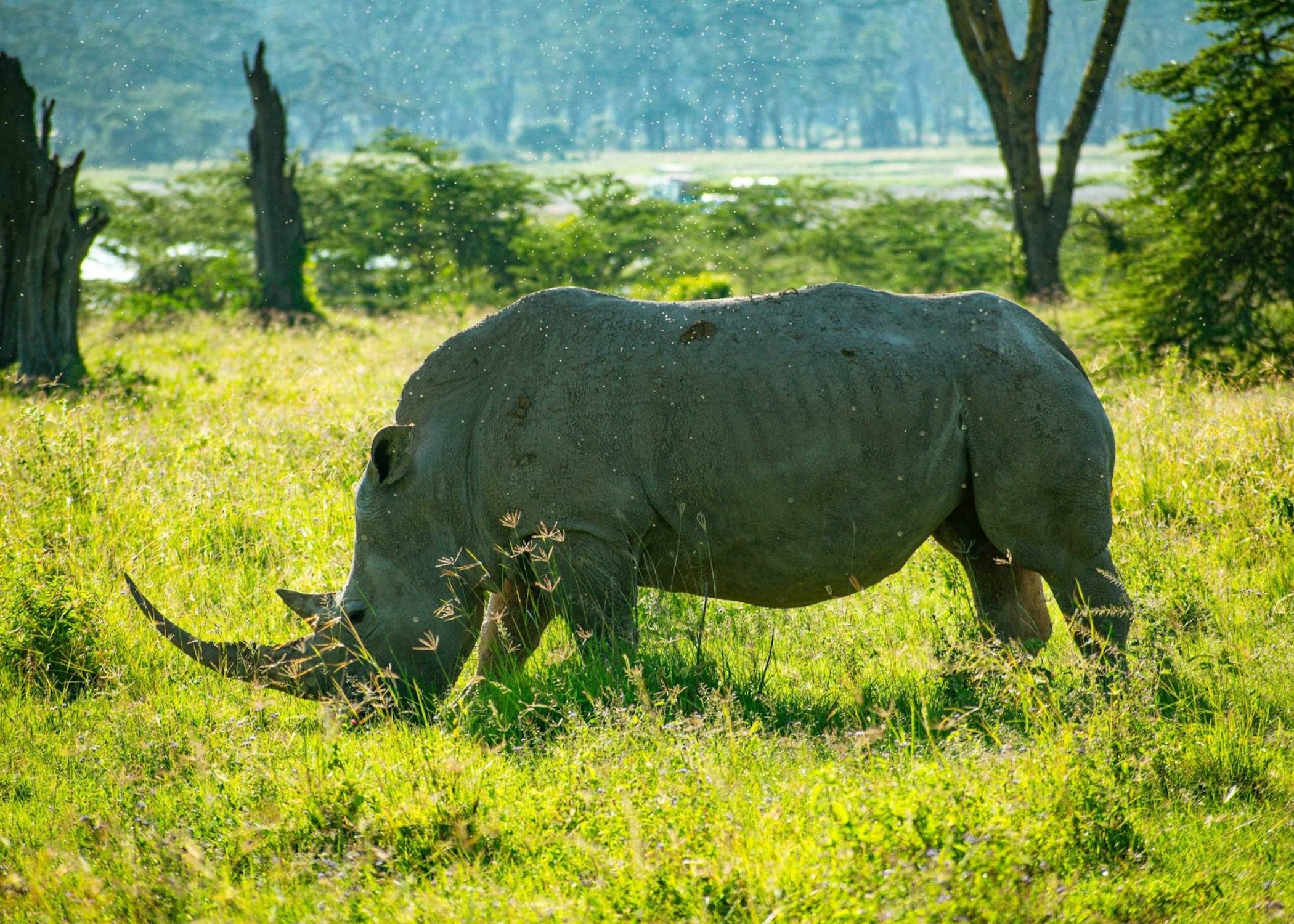 Safari Kenia 8 días