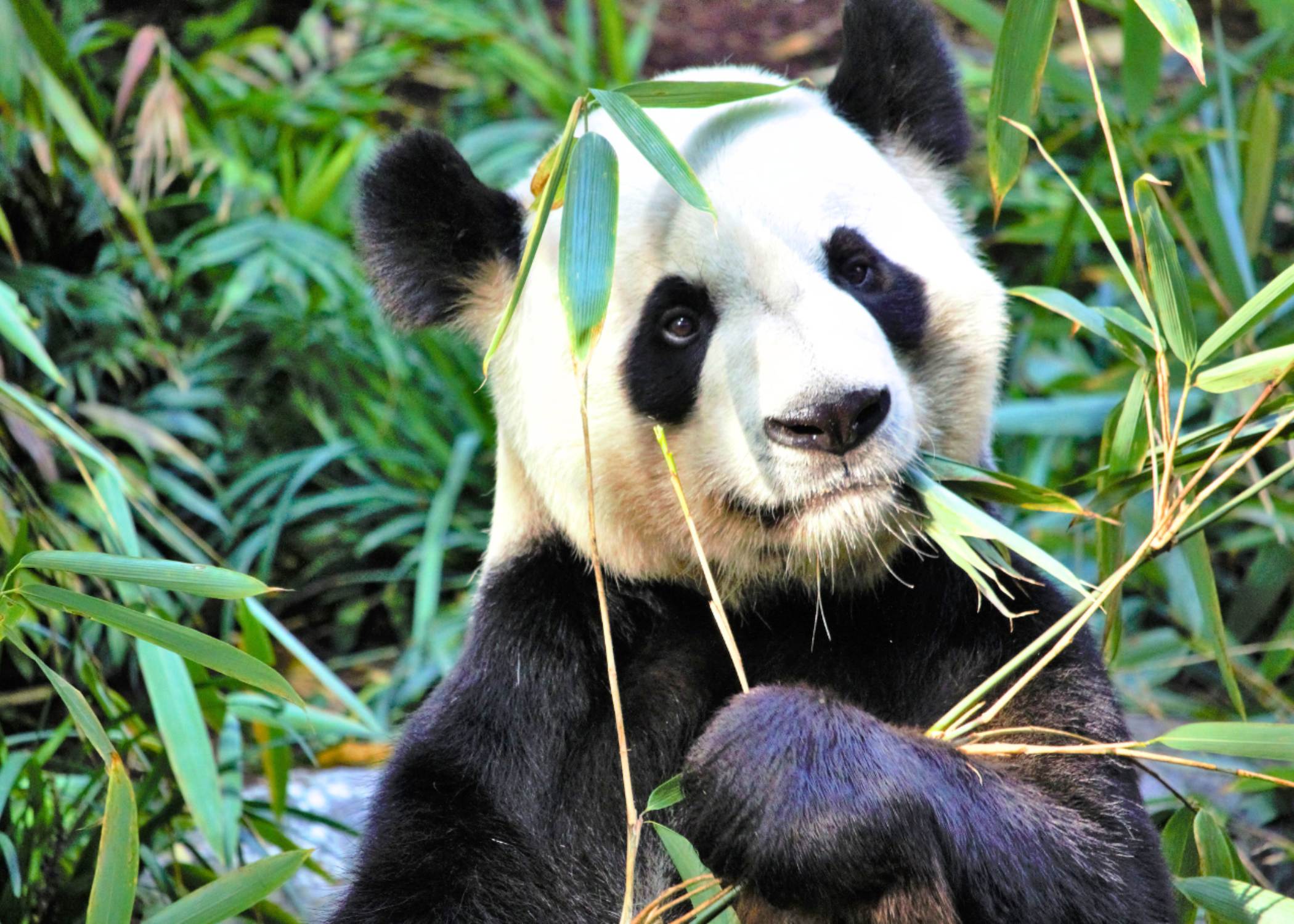 Chengdu – Encuentro con los pandas gigantes y cultura local