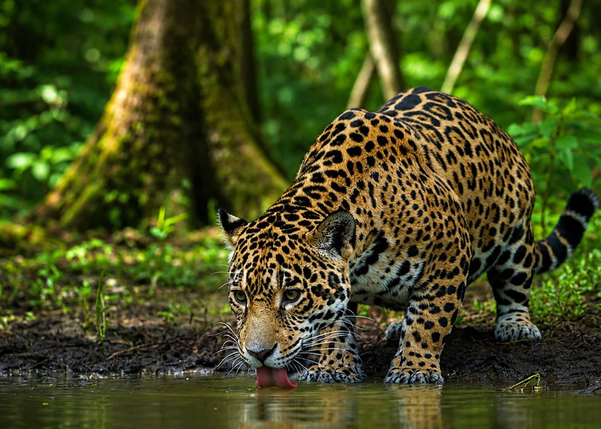 Biodiversidad de Costa Rica