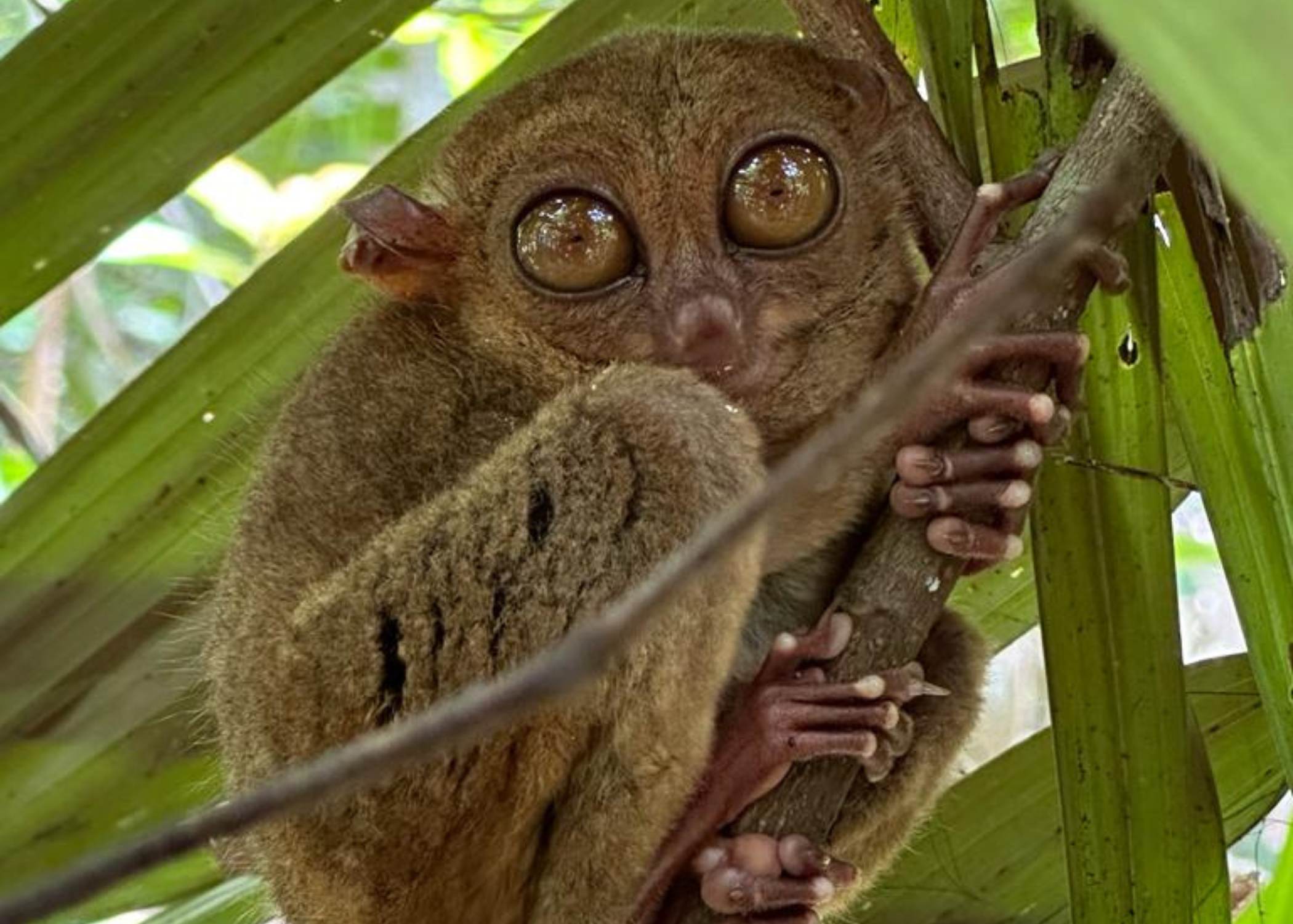 Bohol al completo - Chocolate Hills, tarsier y cascadas escondidas