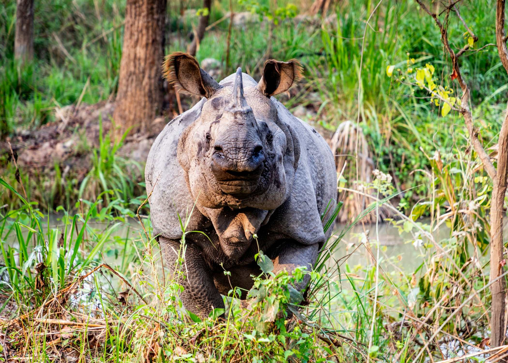 Empieza la aventura por la selva - Camino a Chitwan