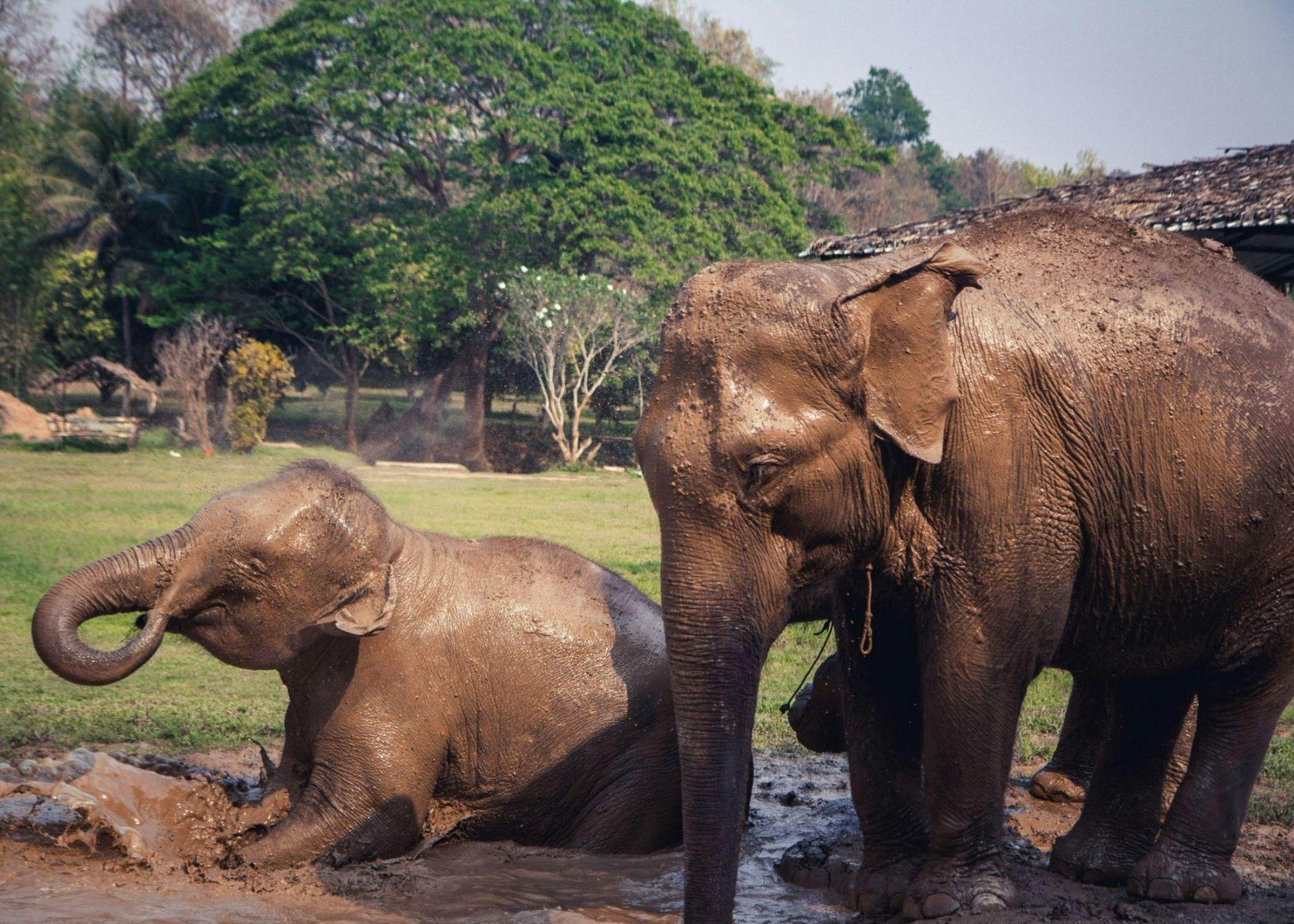 Chiang Mai mágico – Doi Suthep y Elefantes en la selva