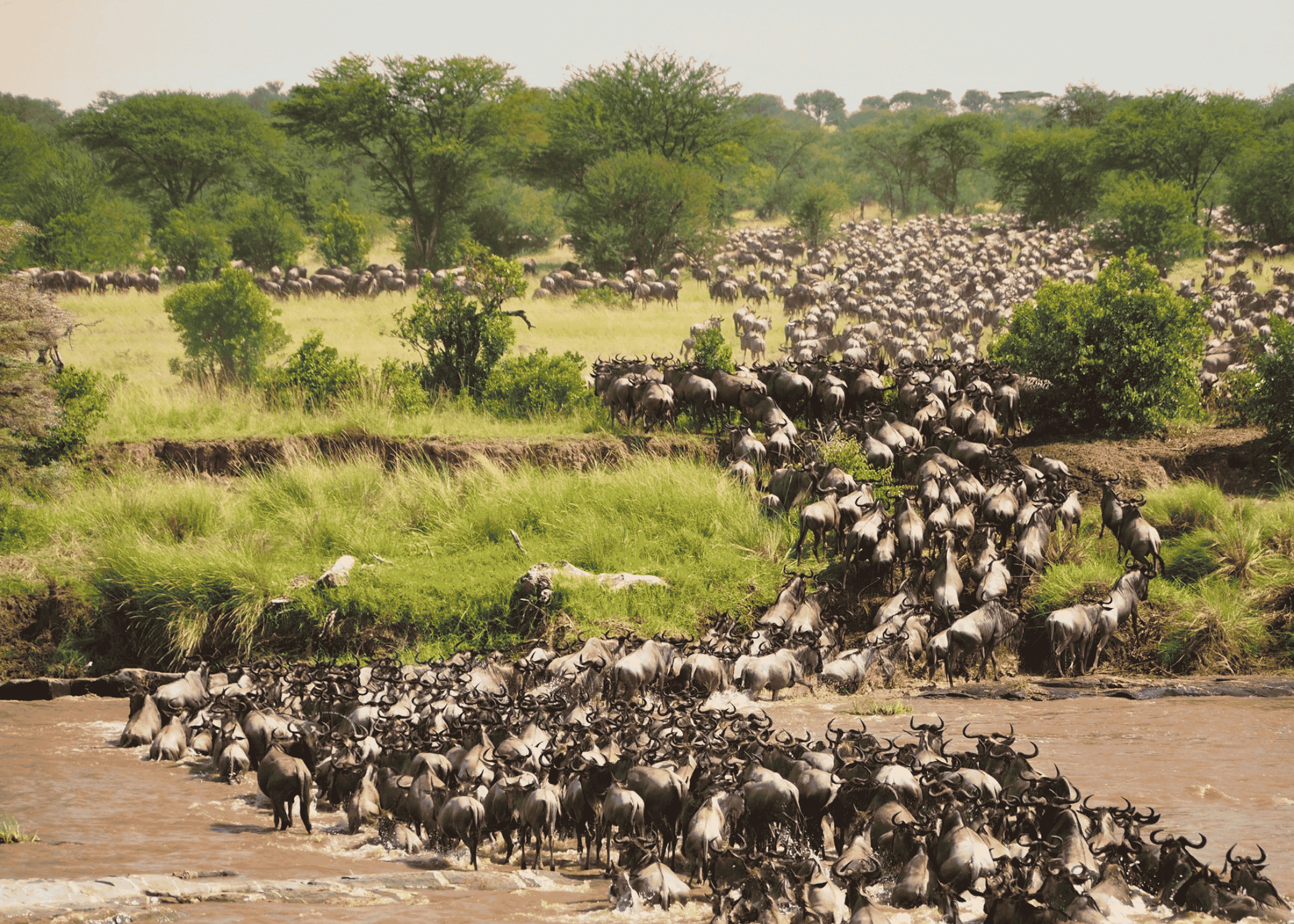 Masai Mara: el gran escenario de la vida salvaje africana