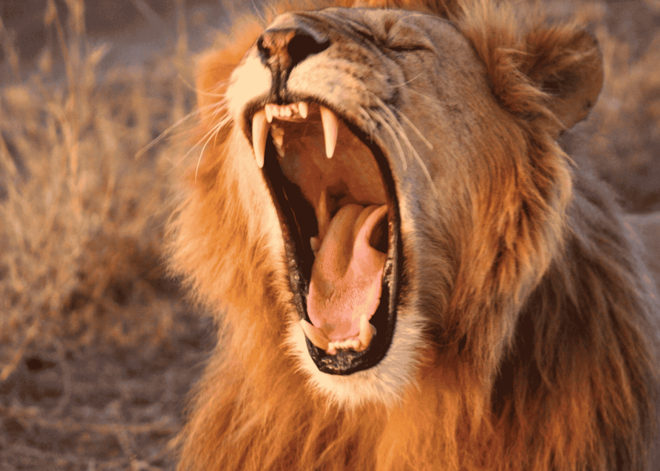 Kenia y Tanzania