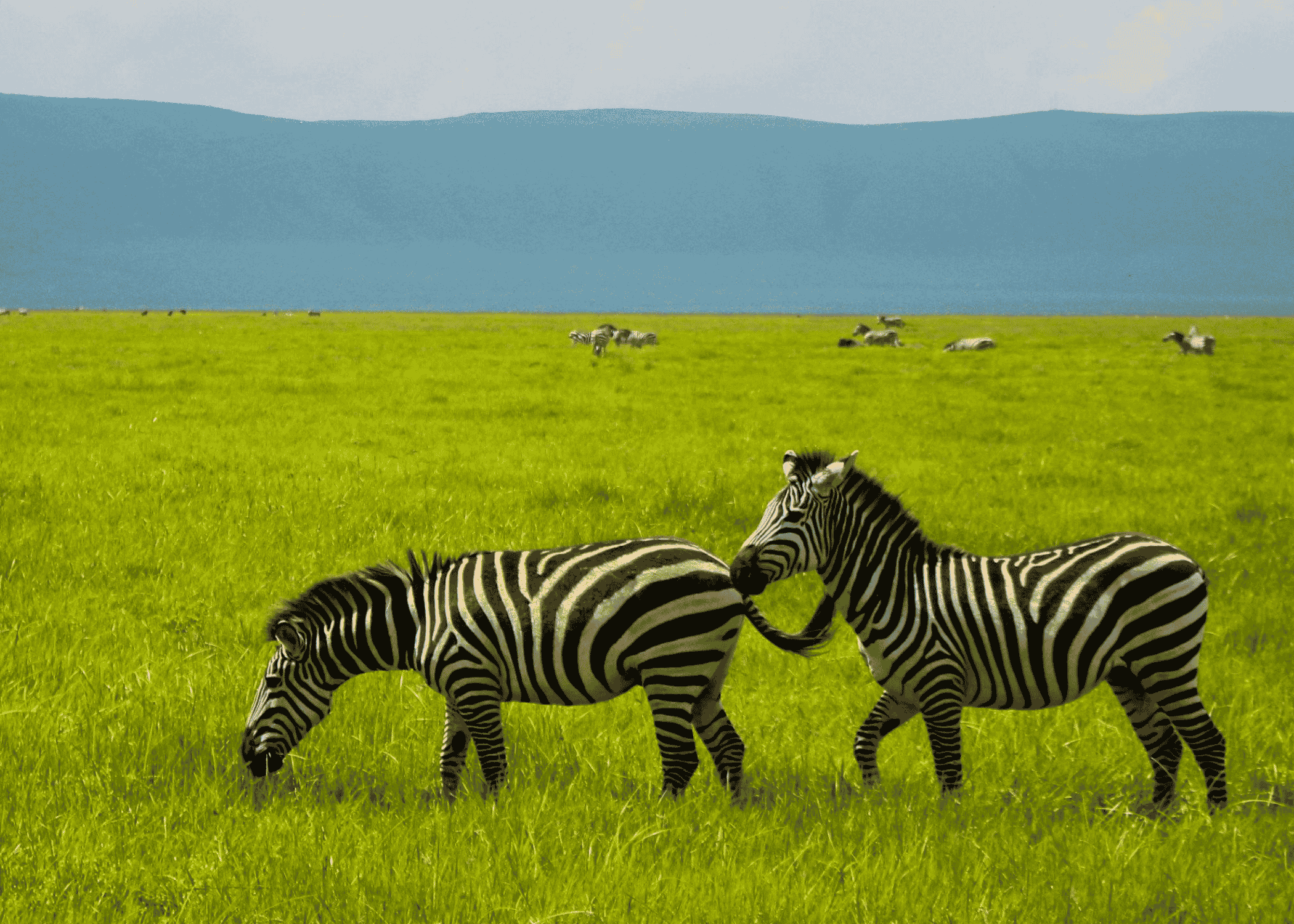 Serengeti: safari por la sabana infinita