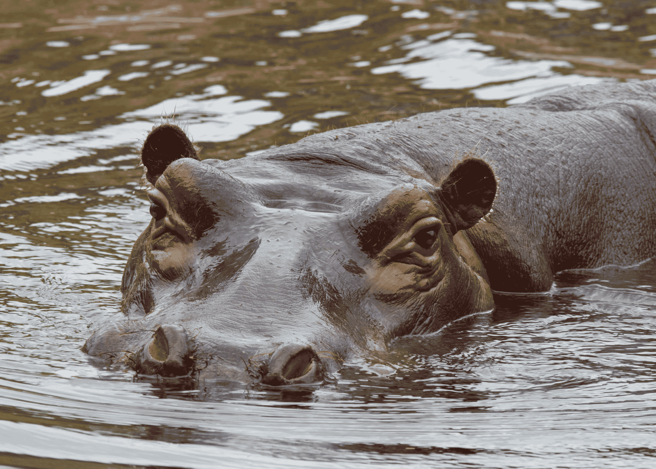 Ngorongoro: safari en el gran cráter de África