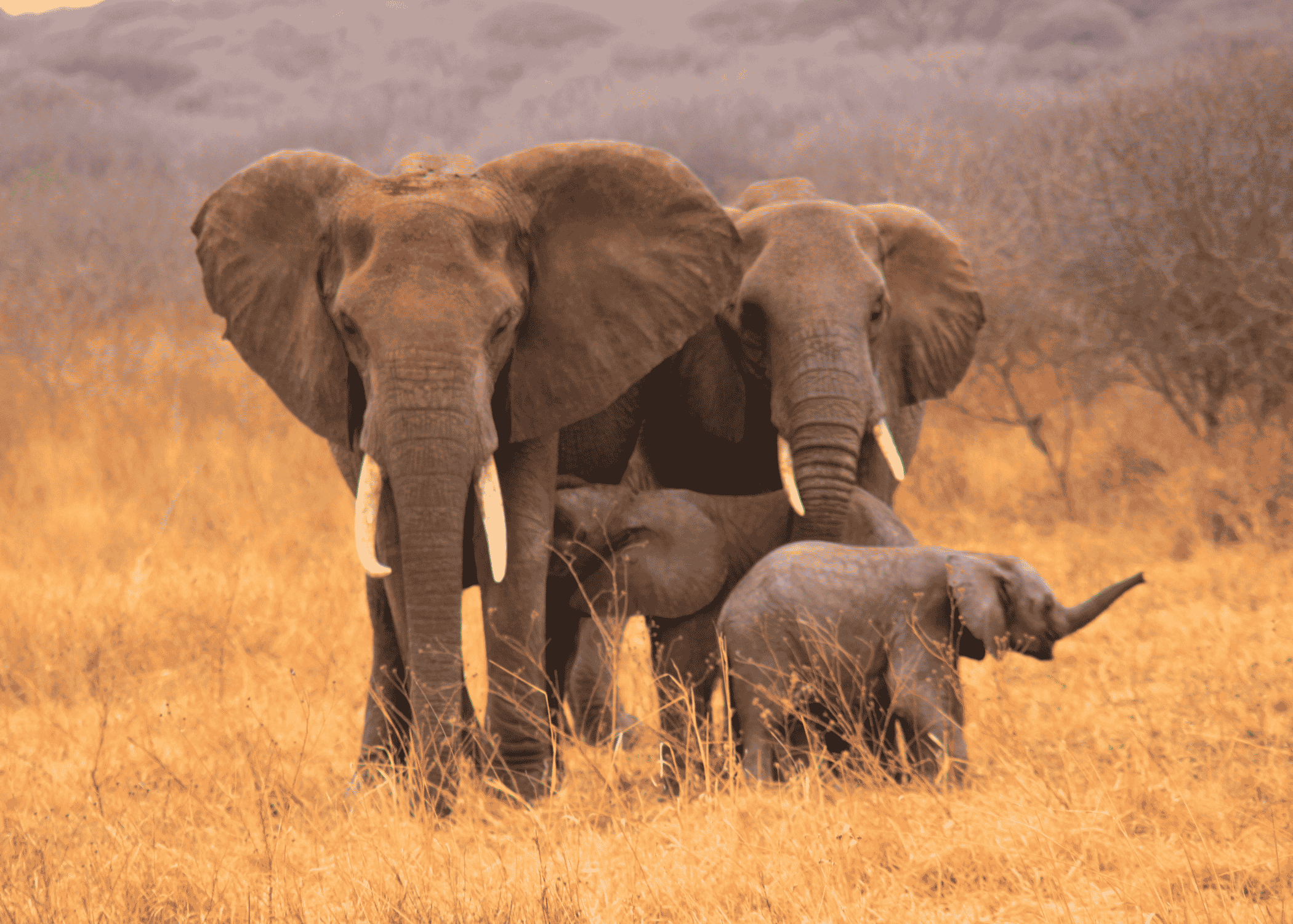 Tarangire, Manyara o la vida local de Mto Wa Mbu