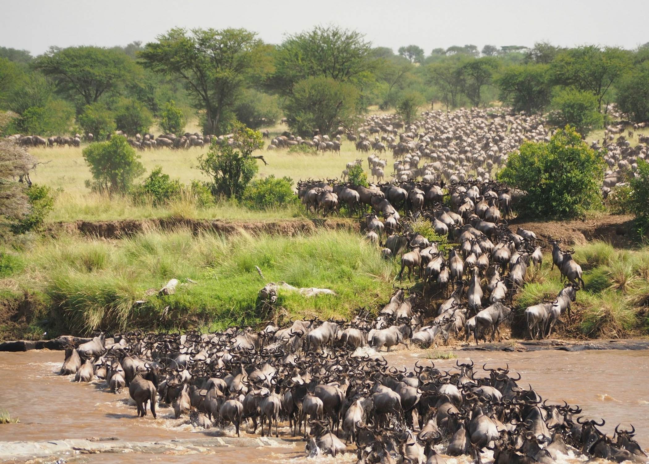 Reserva Nacional Masai Mara - El gran escenario de la vida salvaje africana