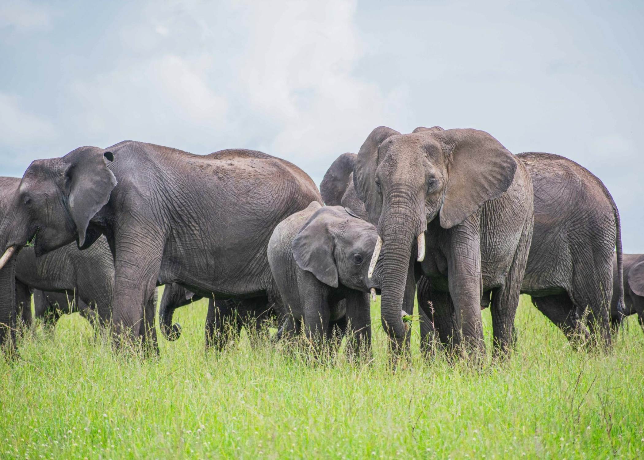 Kenia Safari y Zanzibar