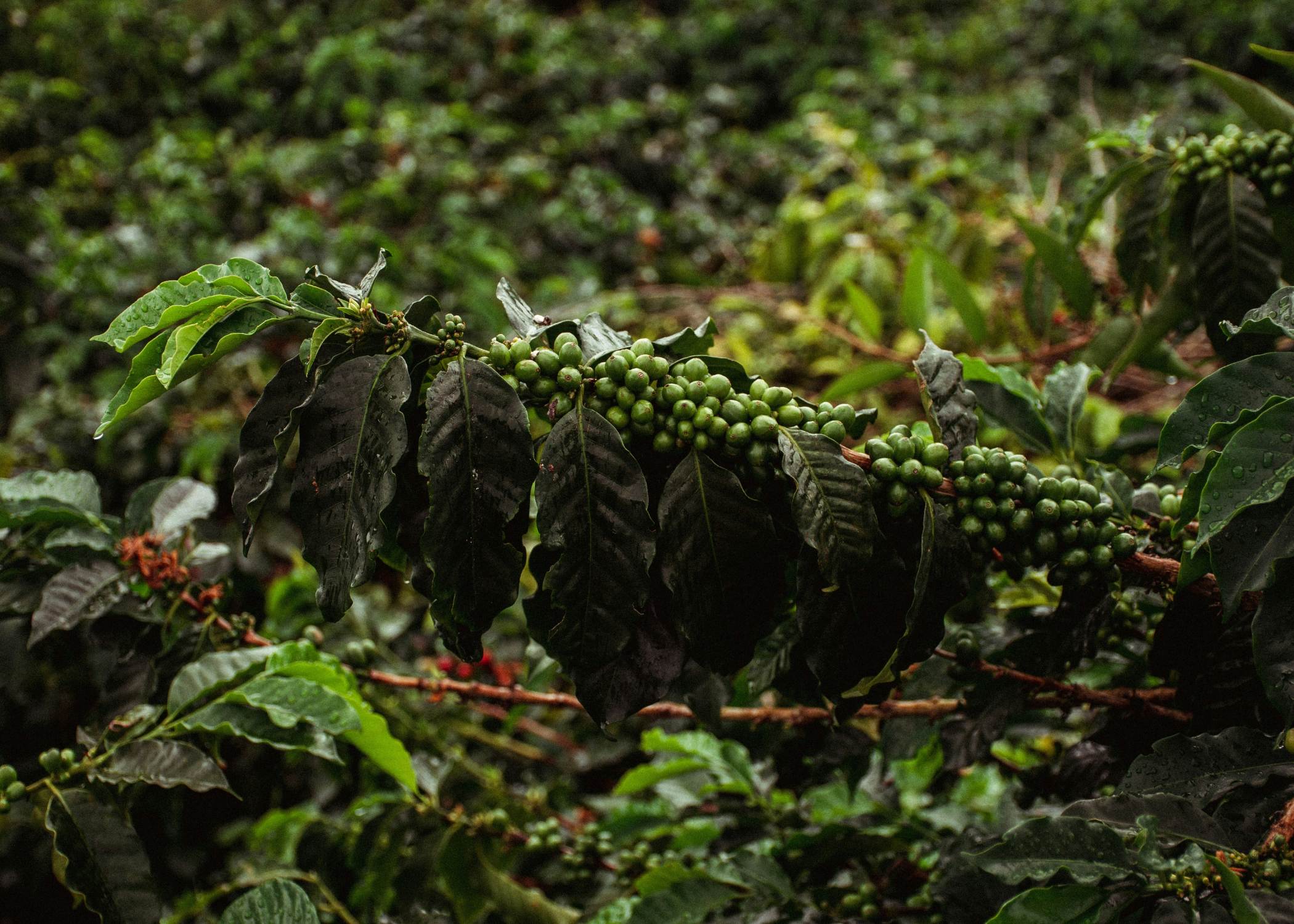 Tour de café en Hacienda Cafetera