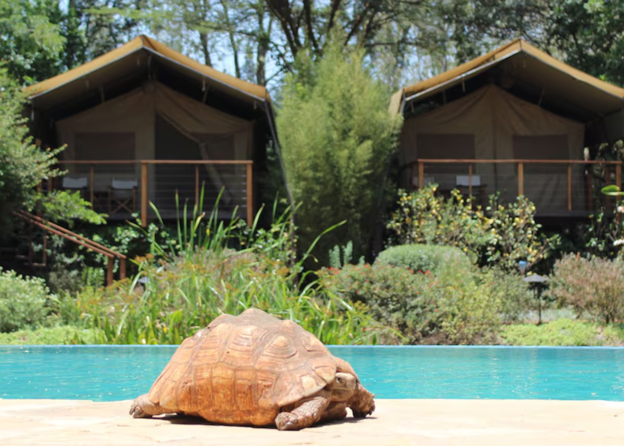 Wildebeest Eco Camp o similar