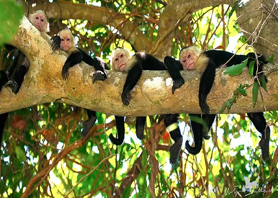 Día 7. Manuel Antonio (Parque Nacional)