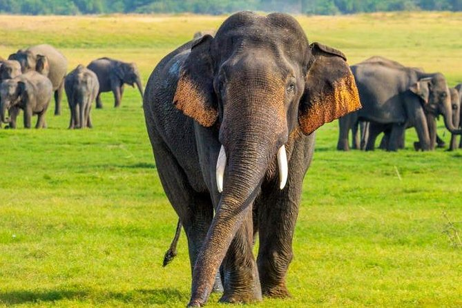 SRI LANKA, de lo sagrado a lo salvaje